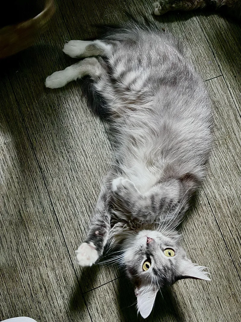Fluffers thumbnail 4