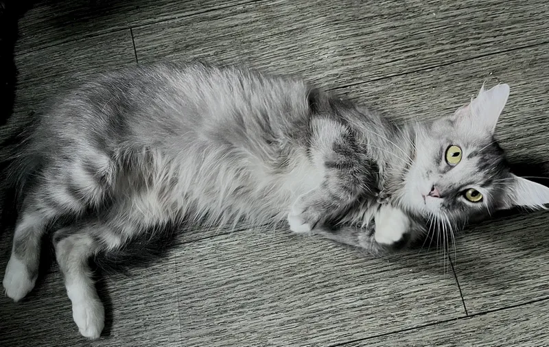 Fluffers thumbnail 5