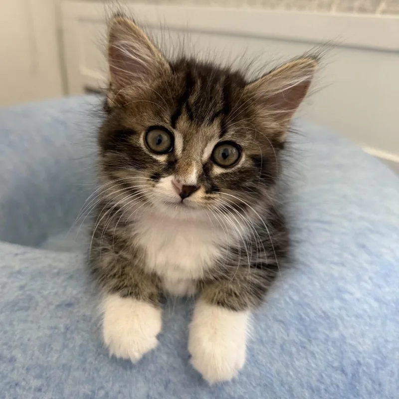 A baby small-sized female Brown / Chocolate Domestic Medium Hair cat named Eowyn for adoption in Sunnyvale, CA