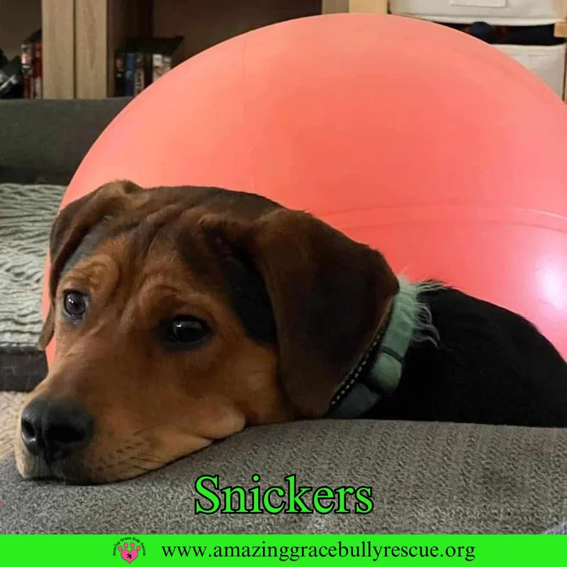 Snickers thumbnail 2