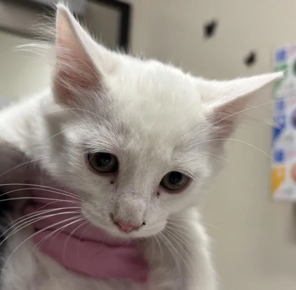 A young small-sized male Domestic Short Hair cat named Kylo for adoption in Oceanside, CA