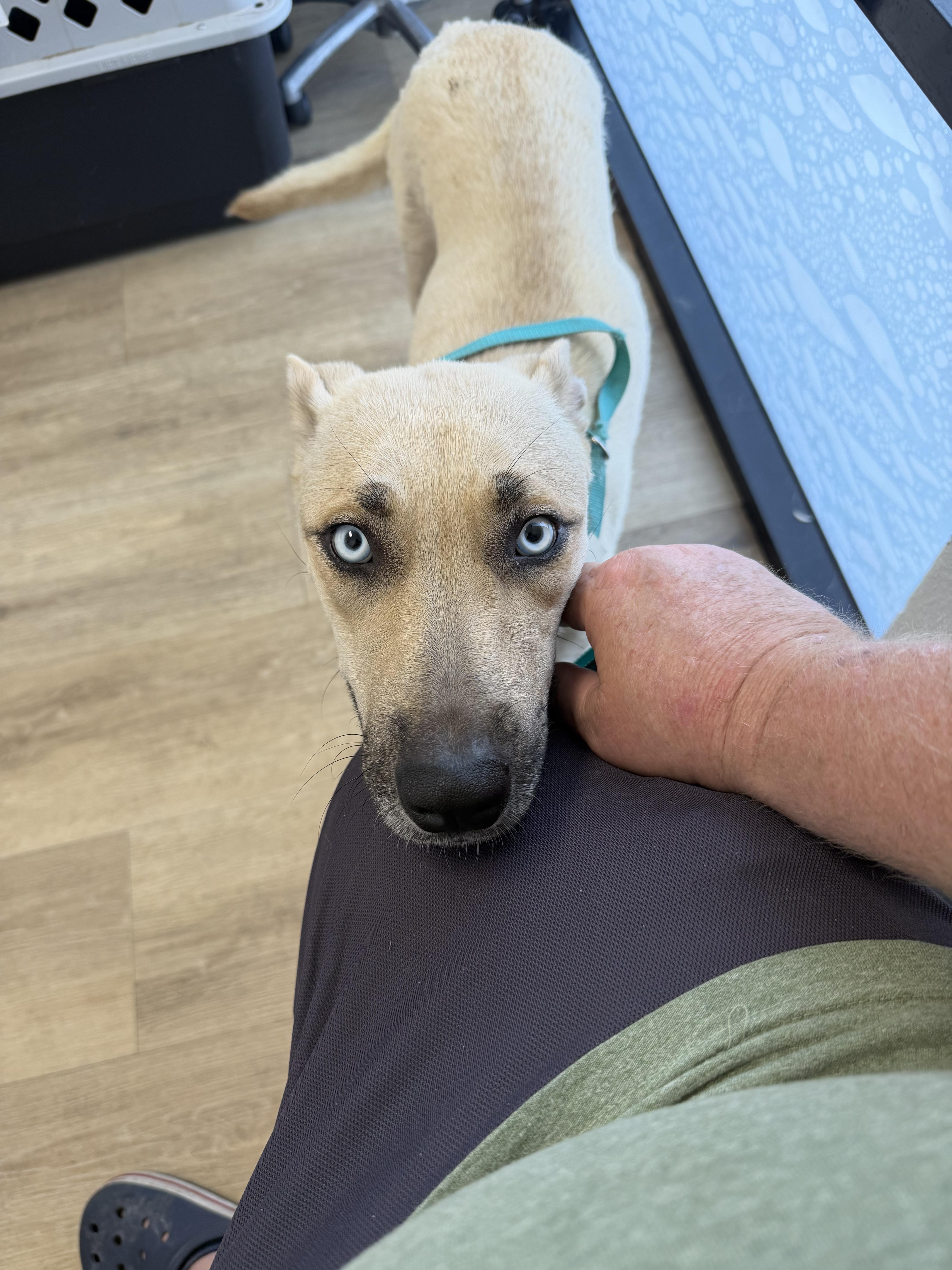 A young medium-sized female Anatolian Shepherd dog named Kiwi for adoption in Frazier Park, CA