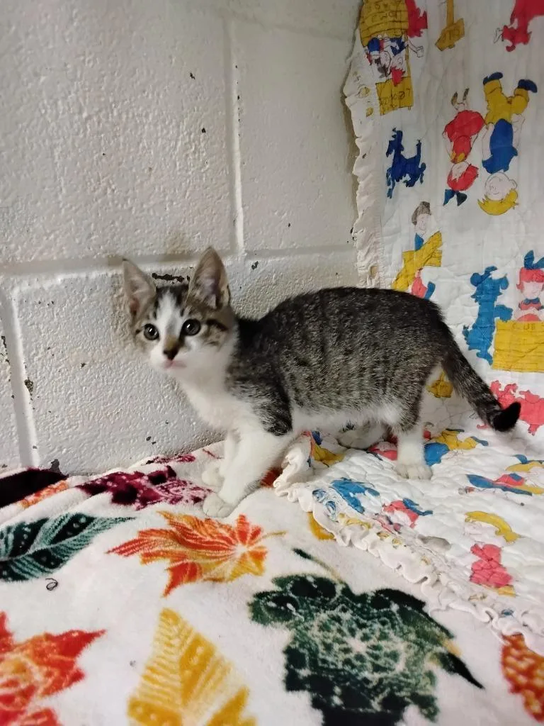 A baby small-sized female Domestic Short Hair cat named Peaches for adoption in Ada, OK