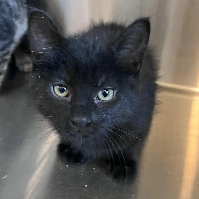 A baby small-sized female Black Domestic Short Hair cat named Mack for adoption in Washburn, MO