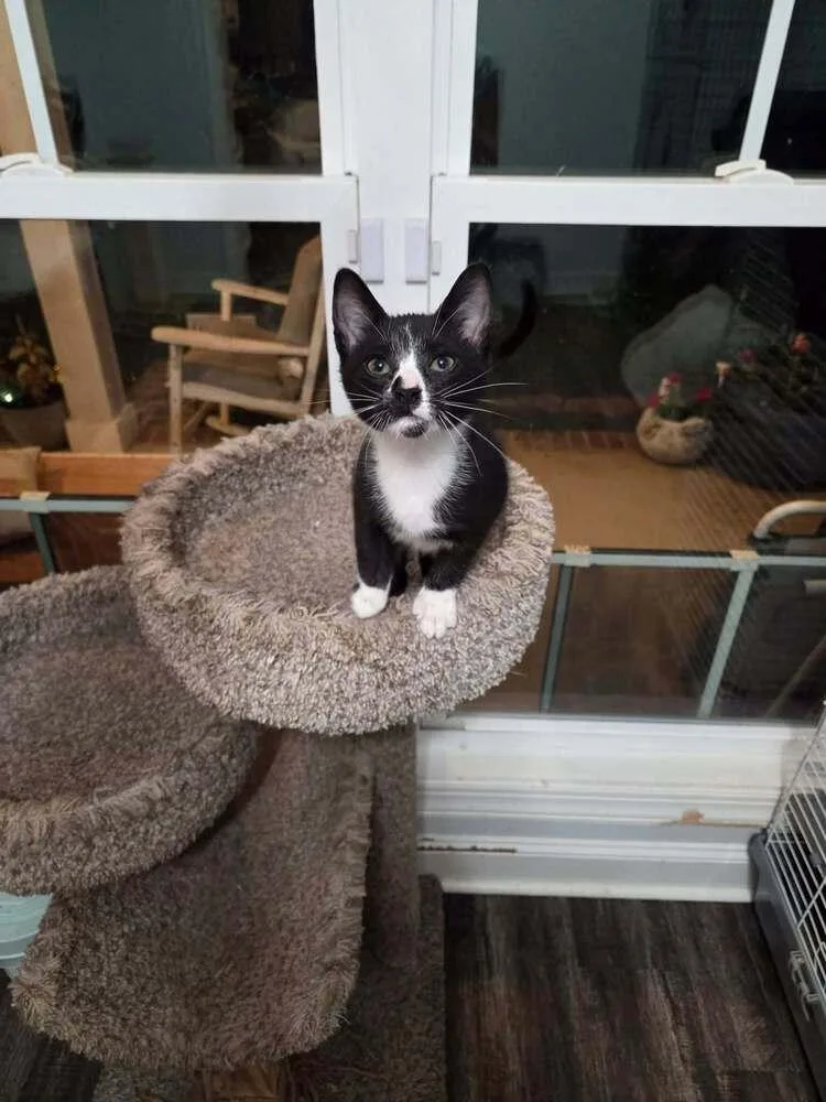 A baby small-sized male Black & White / Tuxedo Domestic Short Hair cat named Lil Jon for adoption in Statesboro, GA