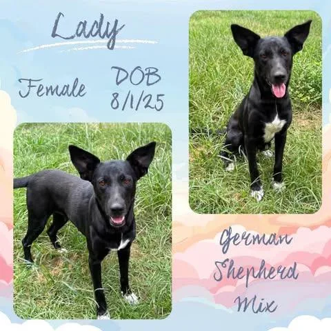 A young medium-sized female Black German Shepherd Dog dog named Lady for adoption in Caldwell, TX