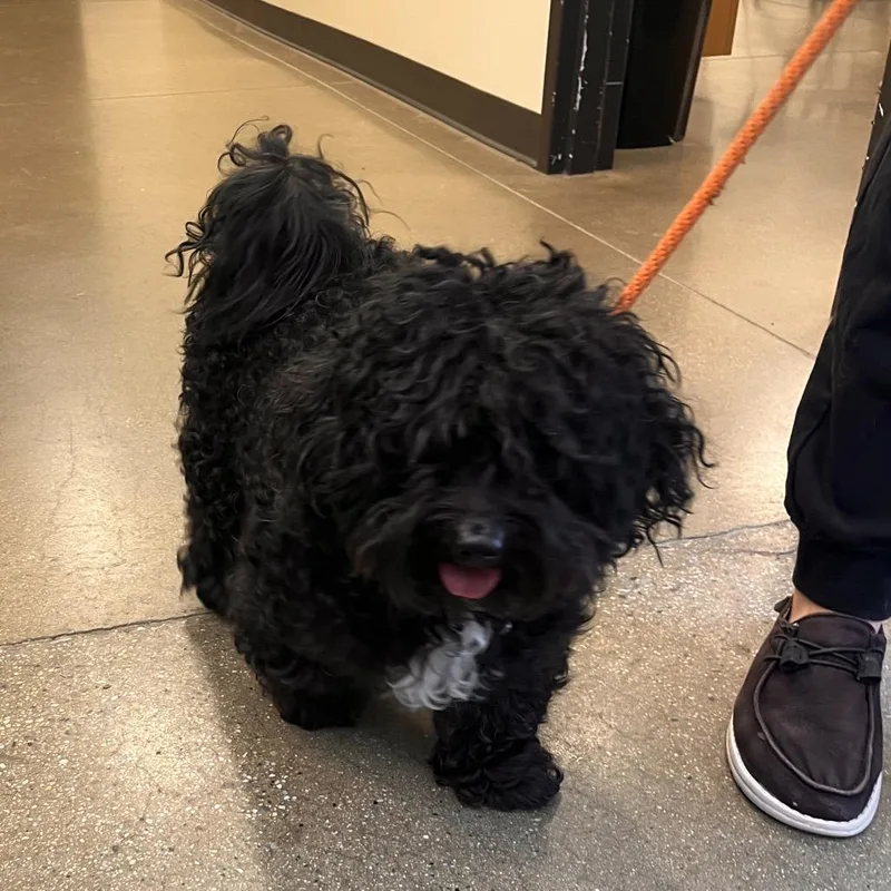 An adult small-sized female Black Shih Tzu dog named YORKStray for adoption in York, PA