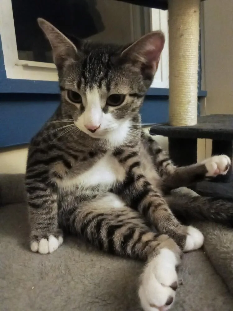 A baby small-sized female Domestic Short Hair cat named Bin Chicken for adoption in Warren, CT