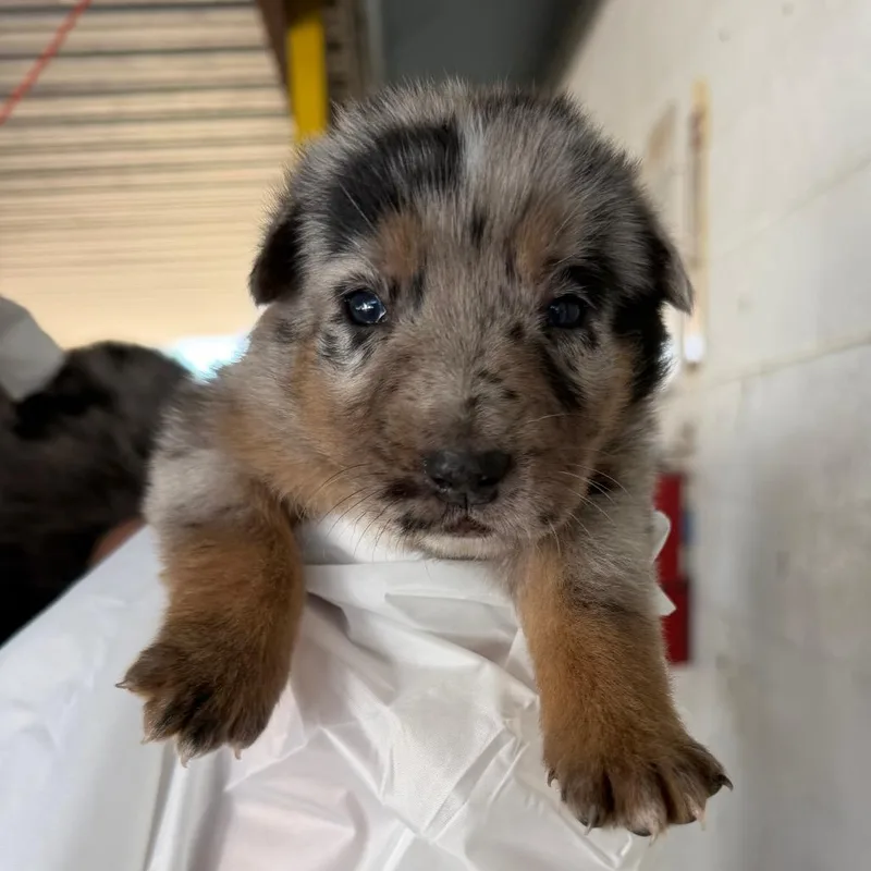 A baby small-sized female Gray / Blue / Silver Australian Cattle Dog / Blue Heeler dog named Spudz for adoption in Edinburg, TX