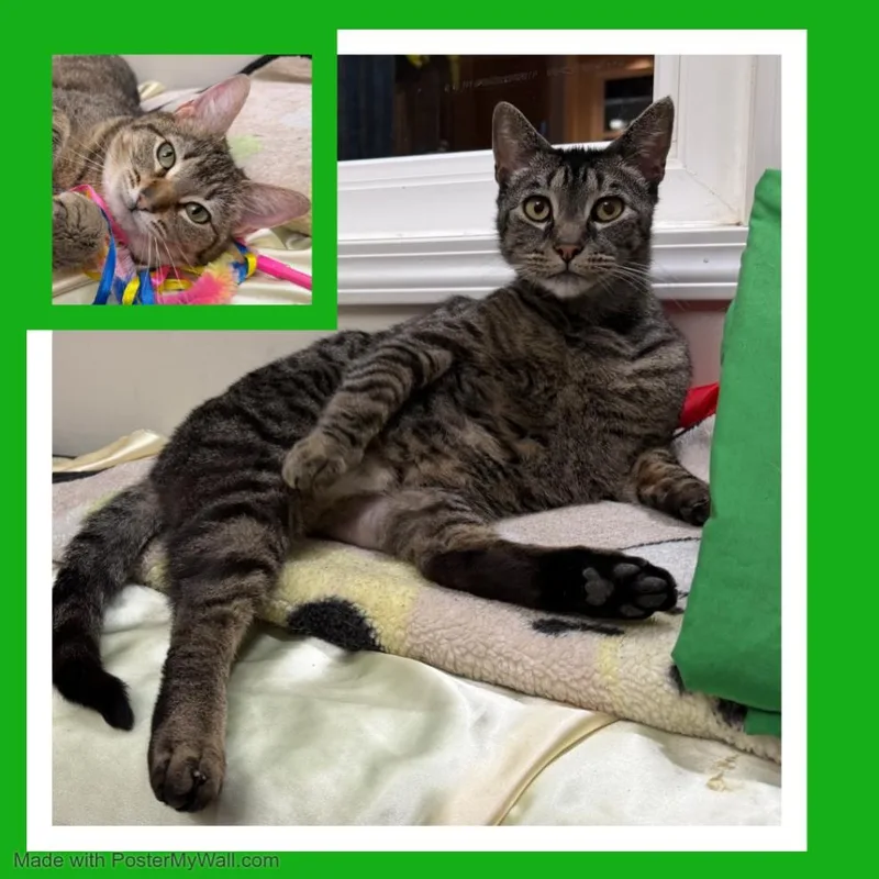 An adult large-sized female Tabby (Gray / Blue / Silver) Domestic Short Hair cat named Mia & Milo for adoption in Beaverton, OR