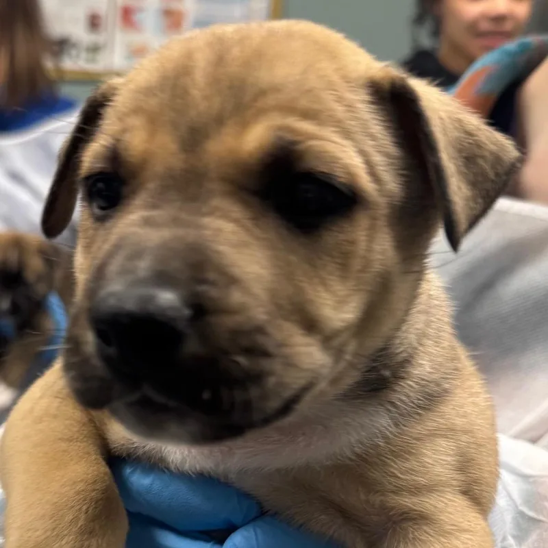 A baby small-sized male Brown / Chocolate Shepherd dog named Tommy Pickles for adoption in Greenville, SC