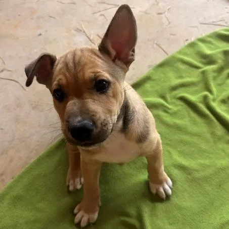 Tommy Pickles thumbnail 2