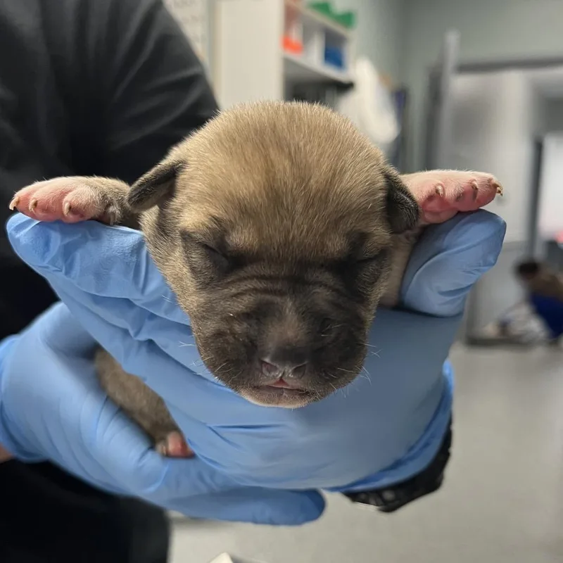 Tommy Pickles thumbnail 3