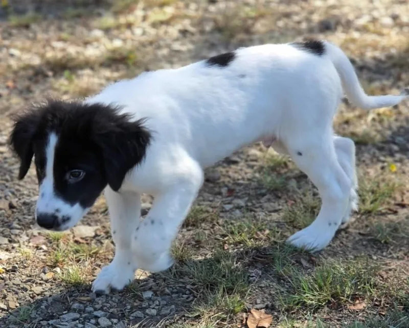 A baby large-sized male Great Pyrenees dog named Easton for adoption in Morrilton, AR