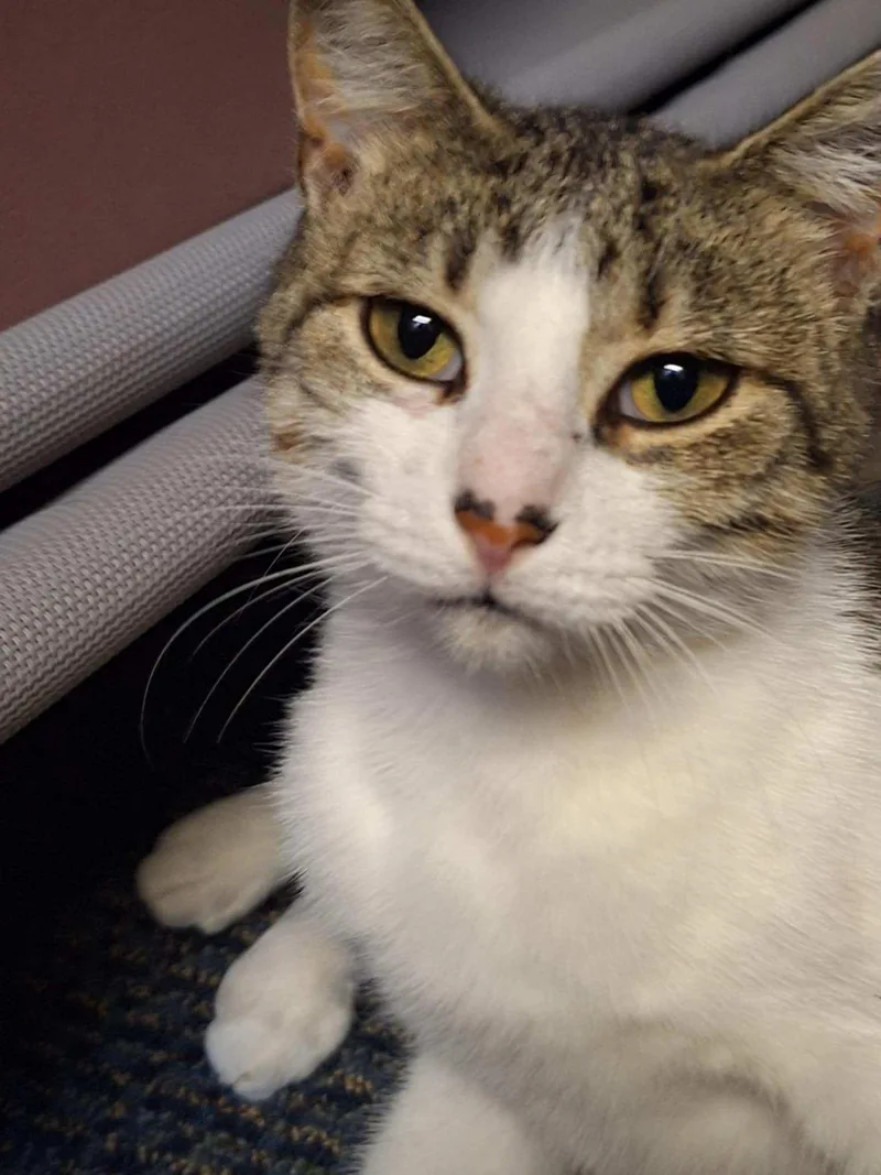 C Litter Maizey Mae thumbnail 2