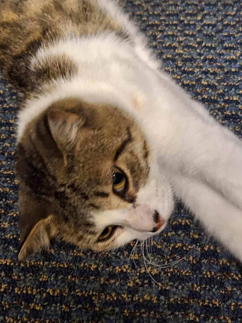 C Litter Maizey Mae thumbnail 3