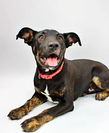 A baby large-sized male Australian Kelpie dog named Will for adoption in Morton Grove, IL