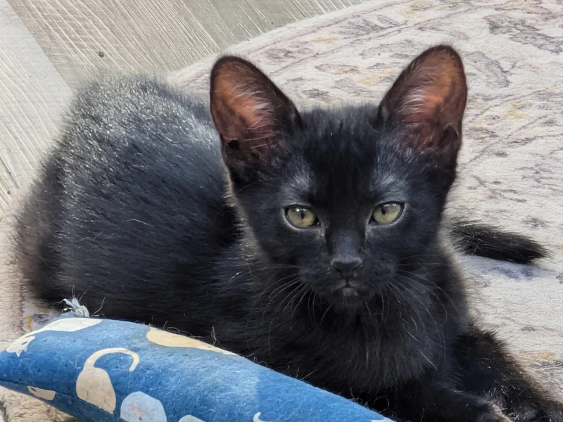 A baby small-sized female Black Domestic Short Hair cat named Isabel for adoption in Kenosha, WI