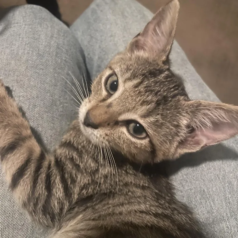 A baby small-sized female Gray / Blue / Silver Domestic Short Hair cat named Zoinks for adoption in Austin, TX