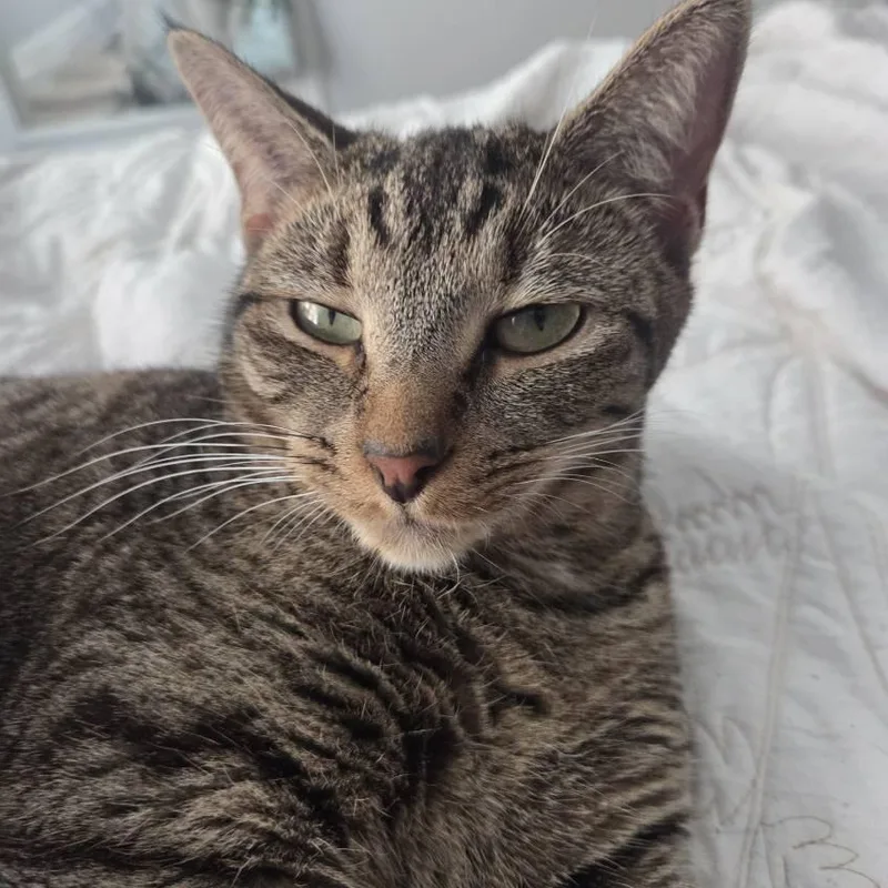 A young medium-sized female Brown / Chocolate Domestic Short Hair cat named Lychee for adoption in Evanston, IL