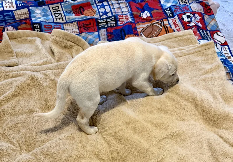 Whitey Female Labrador Retriever