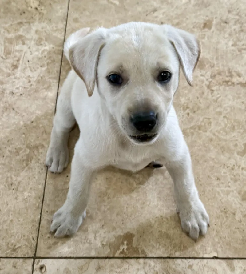 Whitey Female Labrador Retriever thumbnail 2
