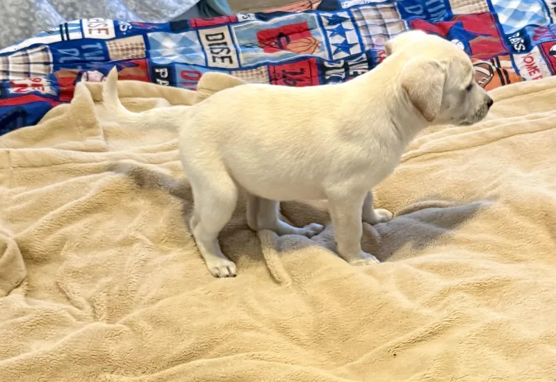 Whitey Female Labrador Retriever thumbnail 3