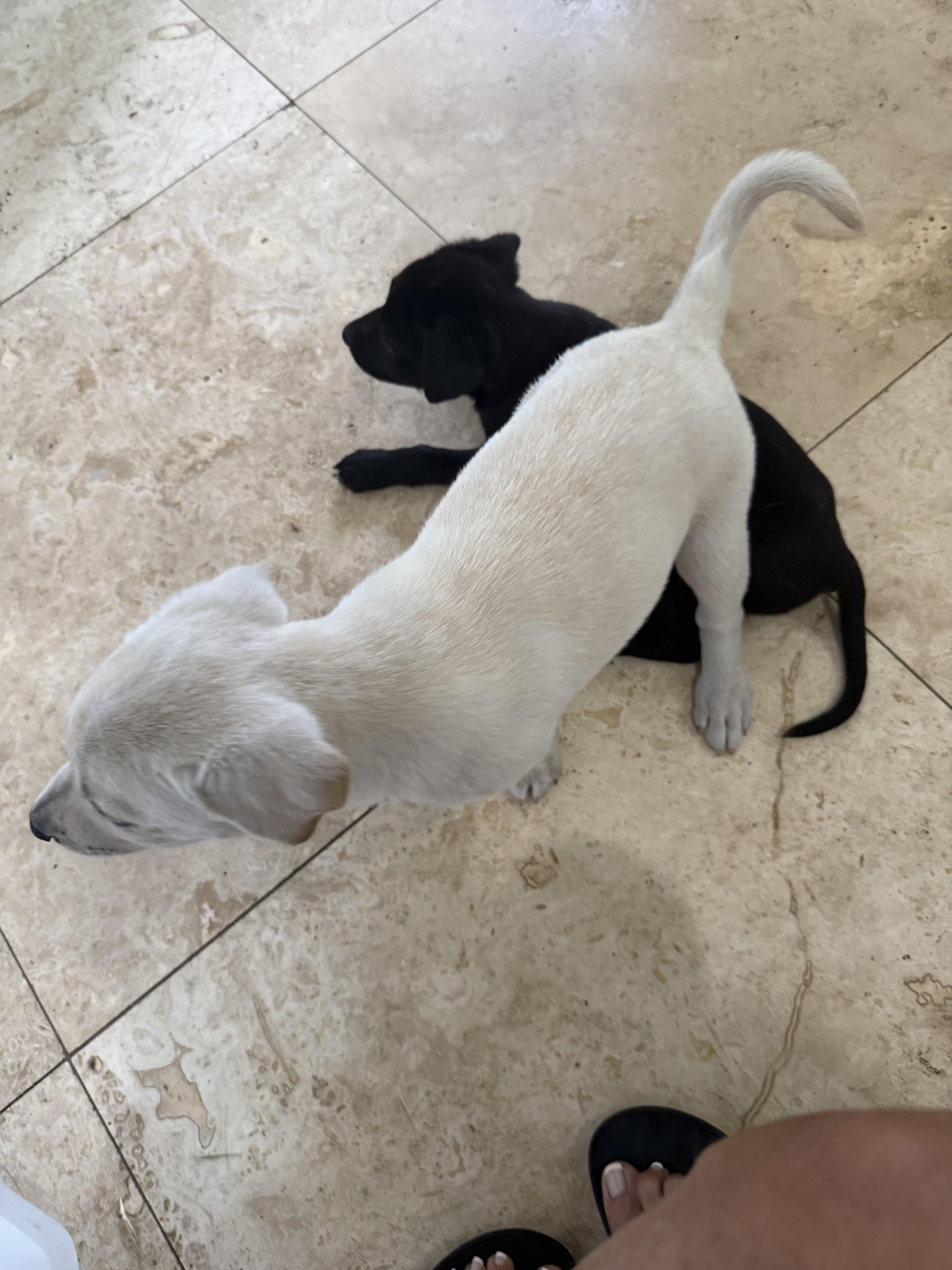 Whitey Female Labrador Retriever thumbnail 4