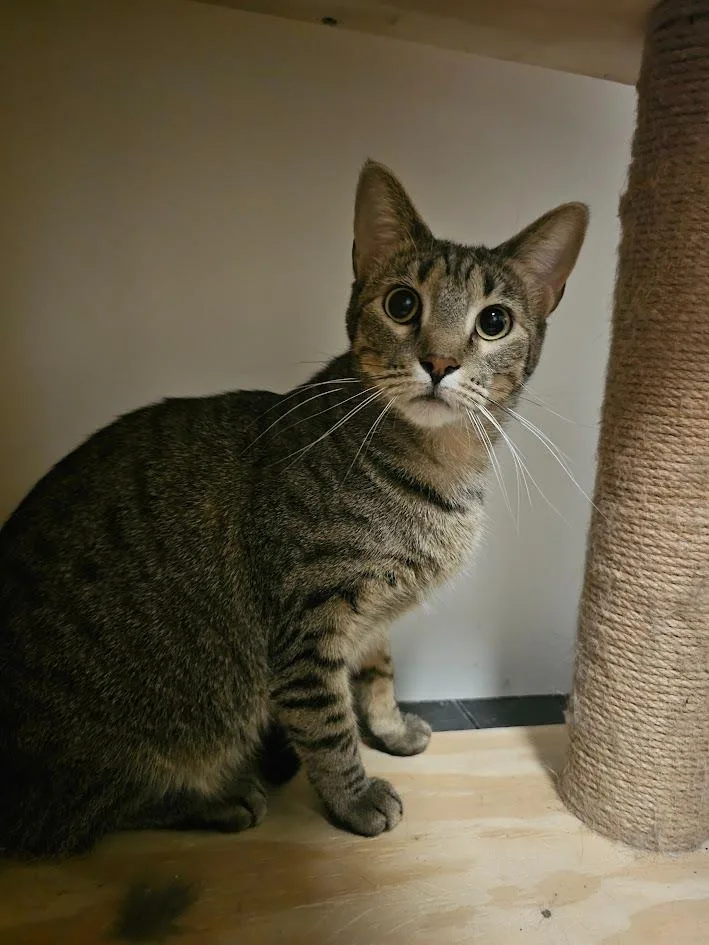 An adult medium-sized female Domestic Short Hair cat named Miumi for adoption in St. Cloud, MN