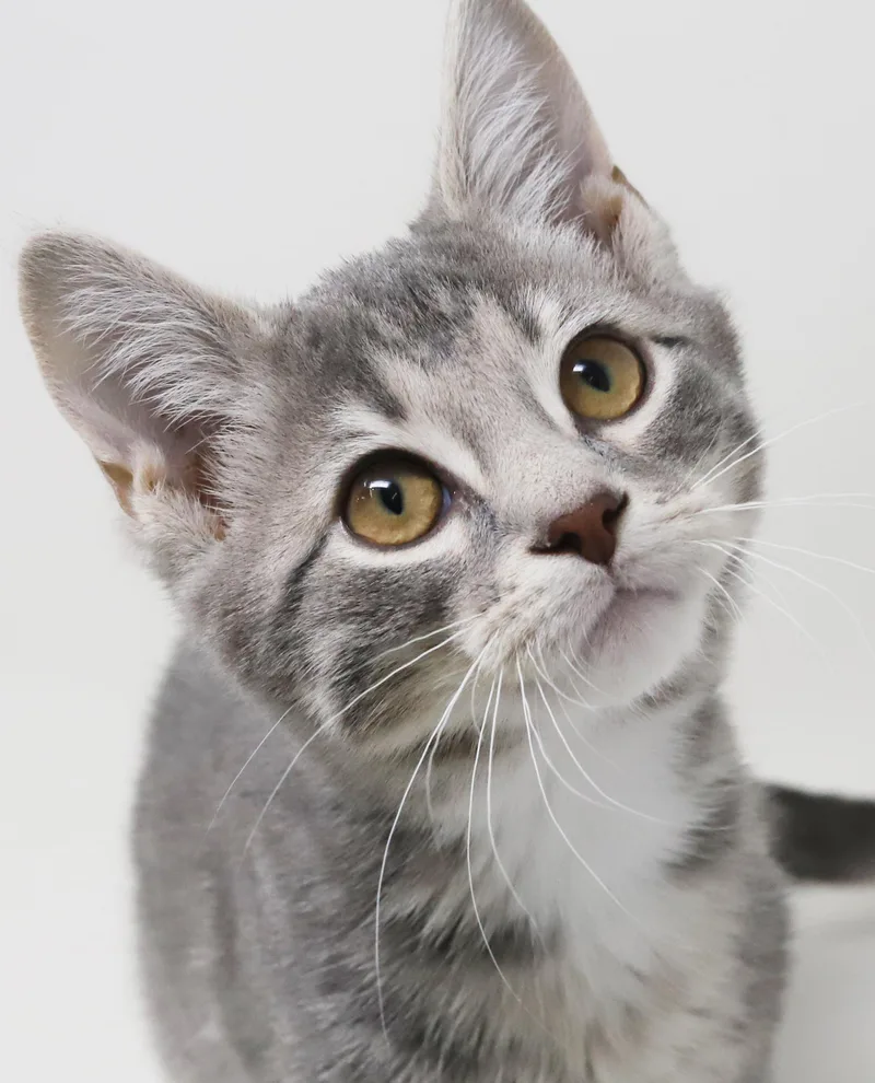 Ragoon Is Our Heartthrob! thumbnail 2