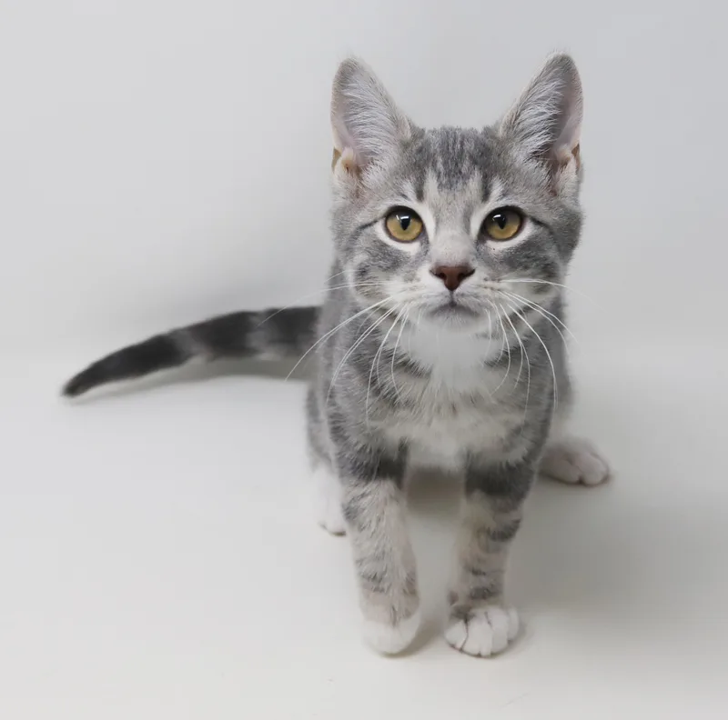 Ragoon Is Our Heartthrob! thumbnail 3