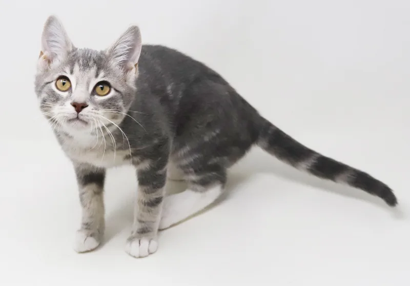 Ragoon Is Our Heartthrob! thumbnail 4