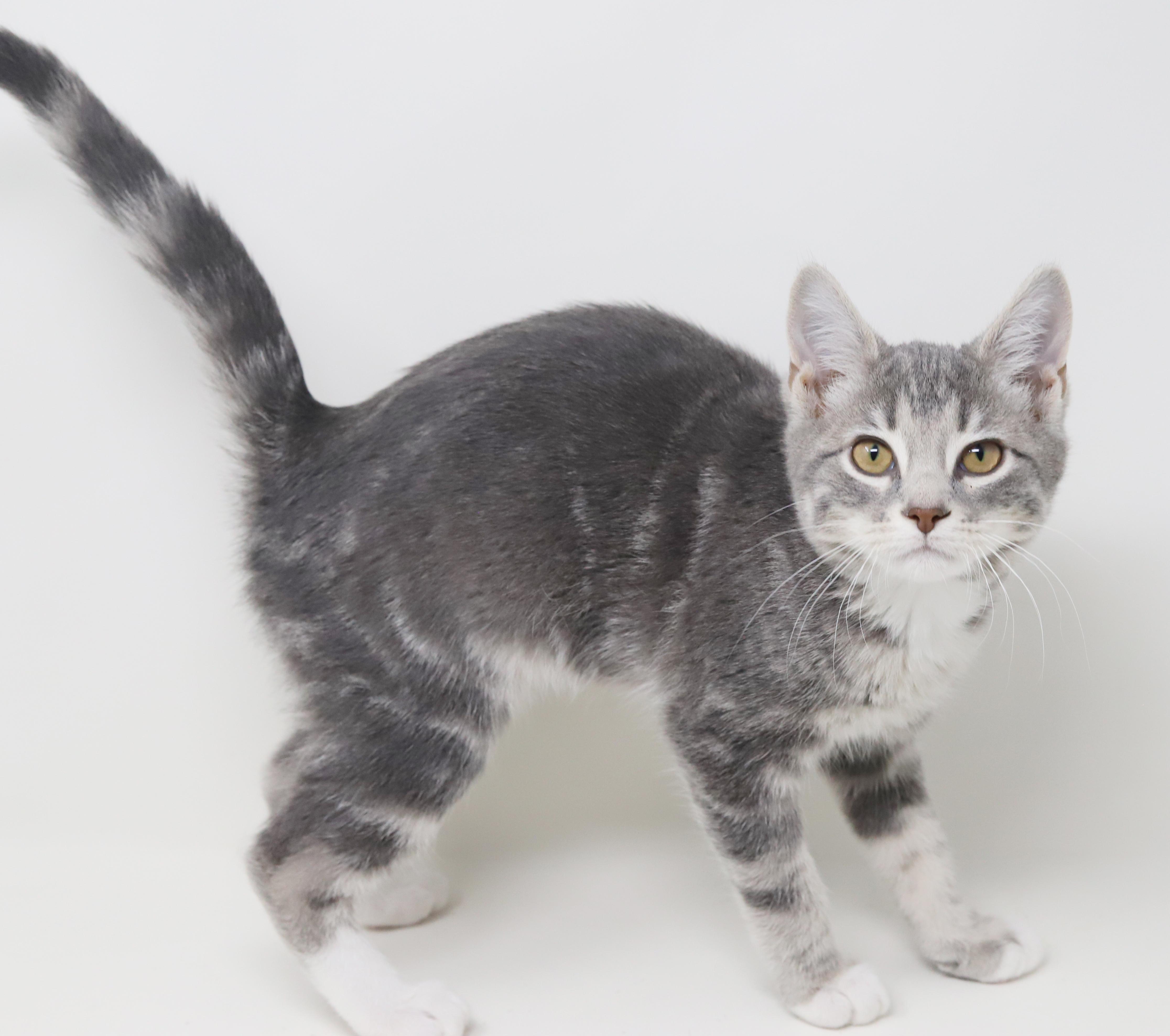 Ragoon Is Our Heartthrob! thumbnail 5