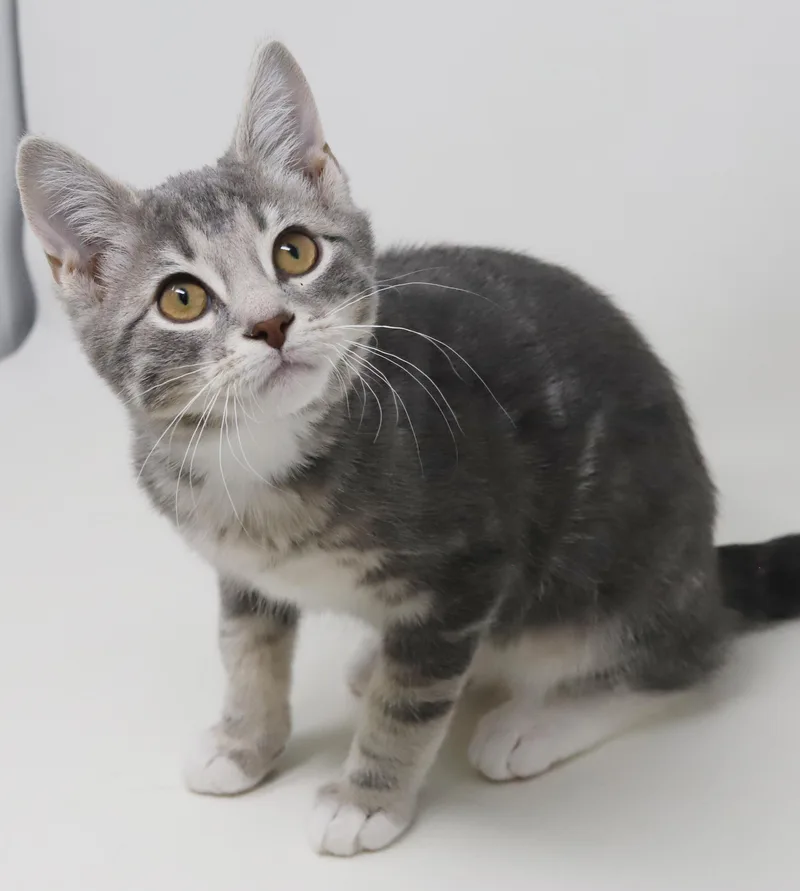 Ragoon Is Our Heartthrob! thumbnail 6