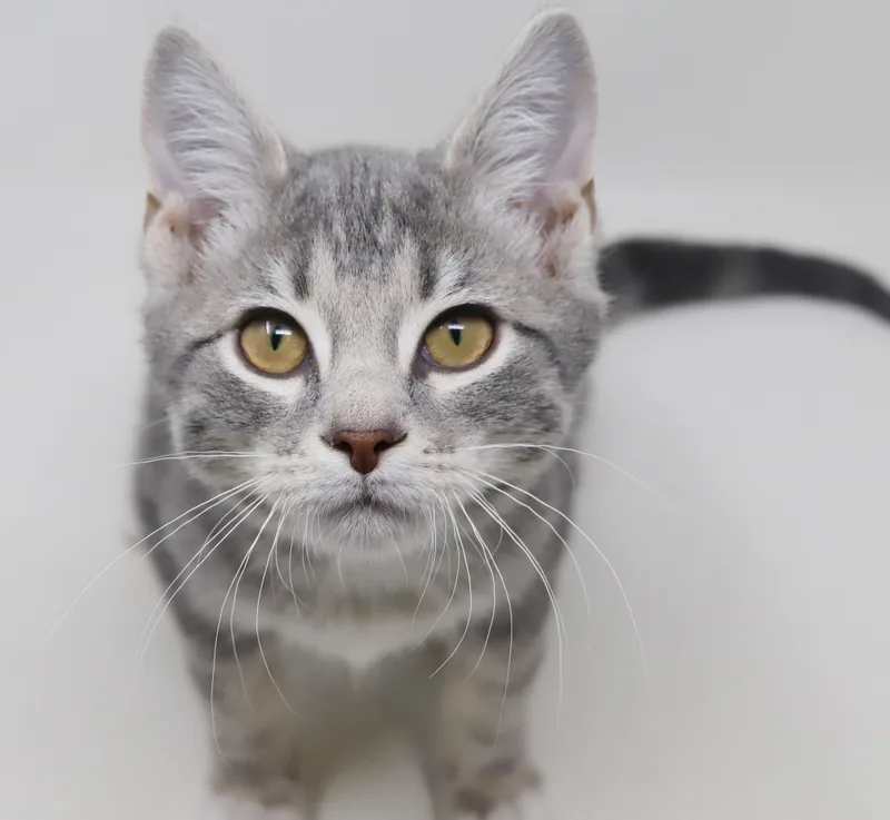 Ragoon Is Our Heartthrob!