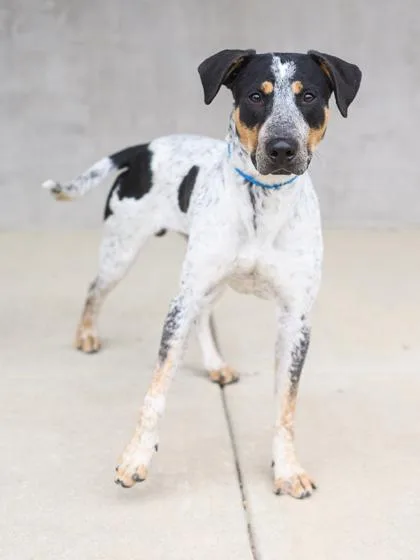 An adult large-sized male Mixed Breed dog named Rosco for adoption in Longmont, CO