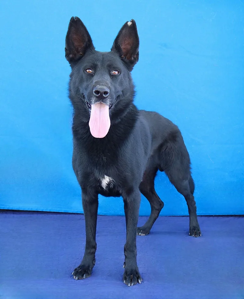 An adult large-sized male German Shepherd Dog named Alpha for adoption in Pasadena, CA