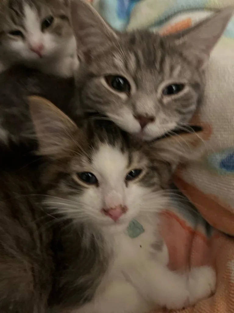 A baby small-sized male American Shorthair cat named Foof for adoption in Hagaman, NY