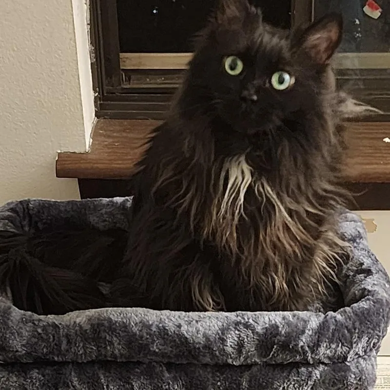 Piper