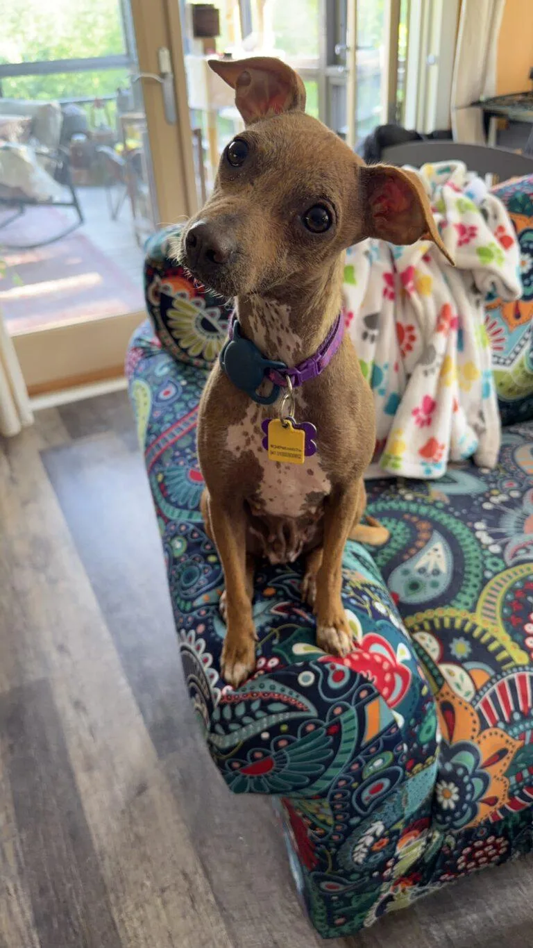 An adult small-sized female Chihuahua dog named Peep for adoption in Knoxville, TN