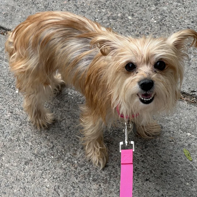 A senior small-sized female Yorkshire Terrier dog named Molly for adoption in Brooklyn, NY