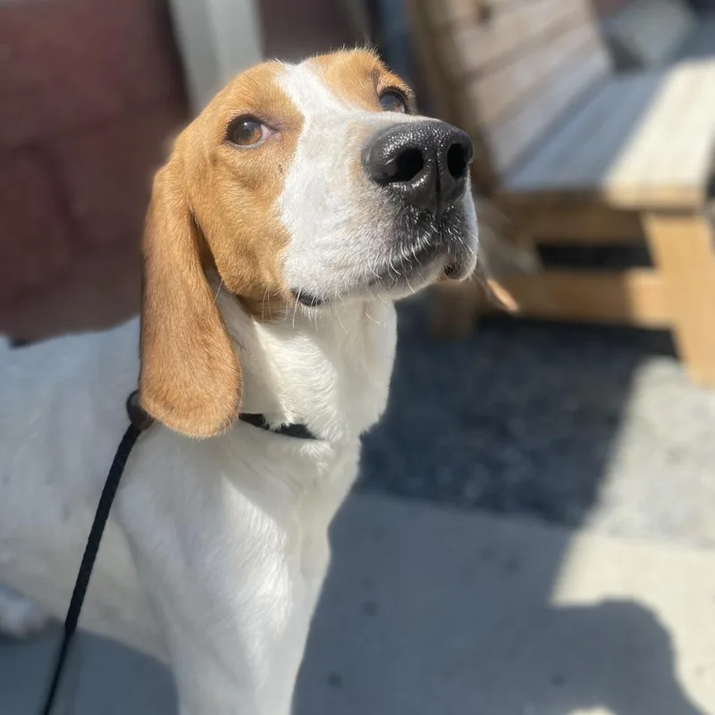 An adult medium-sized male White / Cream Mixed Breed dog named Harrison for adoption in Fredericksburg, VA