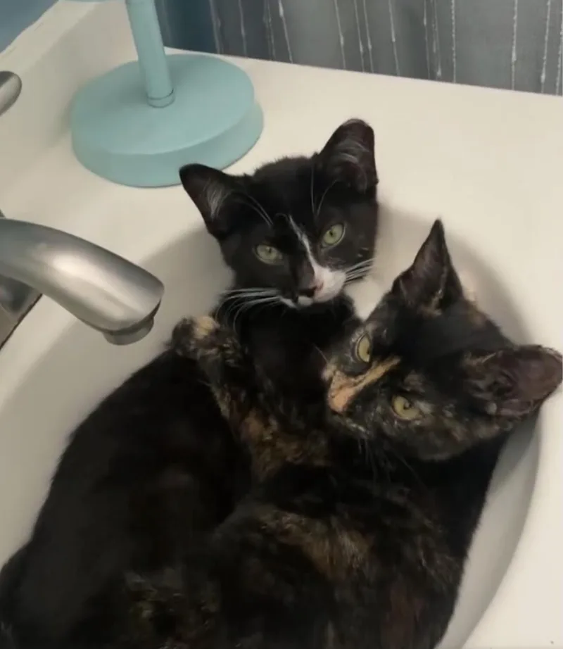 A baby medium-sized male Black & White / Tuxedo Domestic Short Hair cat named Paco and Peppa Bonded for adoption in Wheaton, IL