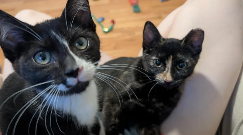Paco and Peppa Bonded thumbnail 2