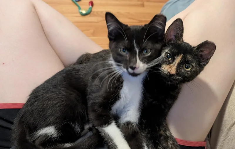 Paco and Peppa Bonded thumbnail 3