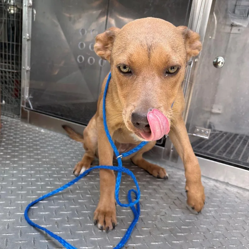 A young medium-sized female Yellow / Tan / Blond / Fawn Hound dog named Zalla for adoption in Bryan, TX