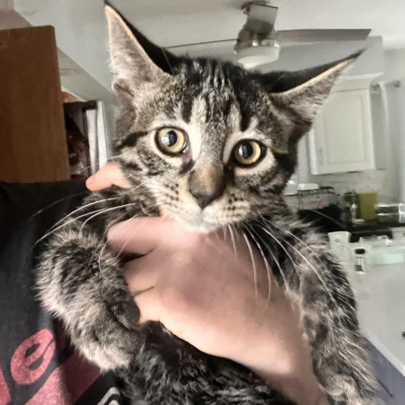 A baby small-sized male Gray / Blue / Silver Domestic Medium Hair cat named Tito for adoption in Springfield, OH