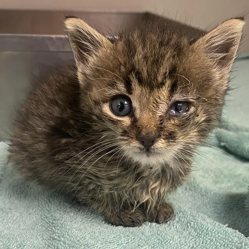 A baby small-sized female Brown / Chocolate Domestic Short Hair cat named 71480 for adoption in Harrisonburg, VA