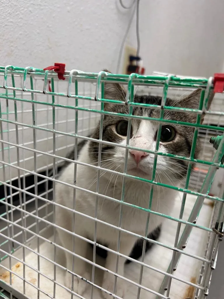 An adult large-sized male Domestic Short Hair cat named Cougar for adoption in Lockhart, TX