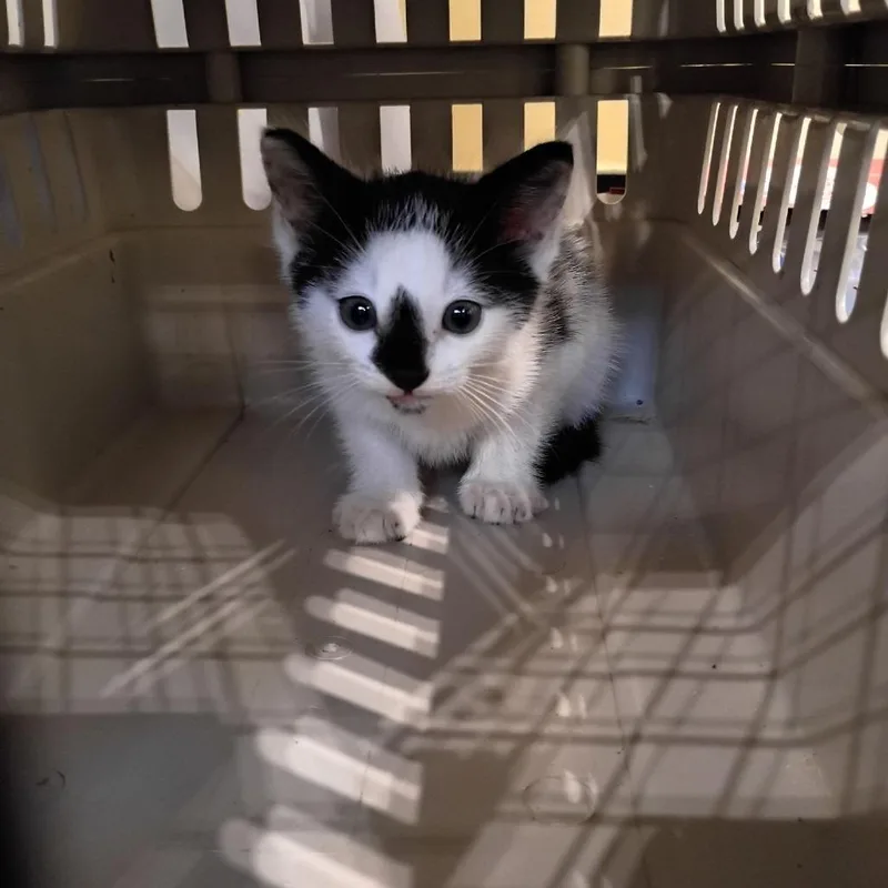 A baby small-sized male White Domestic Short Hair cat named Riorson for adoption in Lynchburg, VA